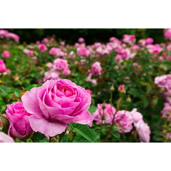 Fresh Pink Rose